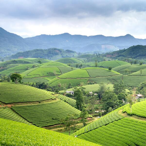 Hill Country & Tea Trails Escape